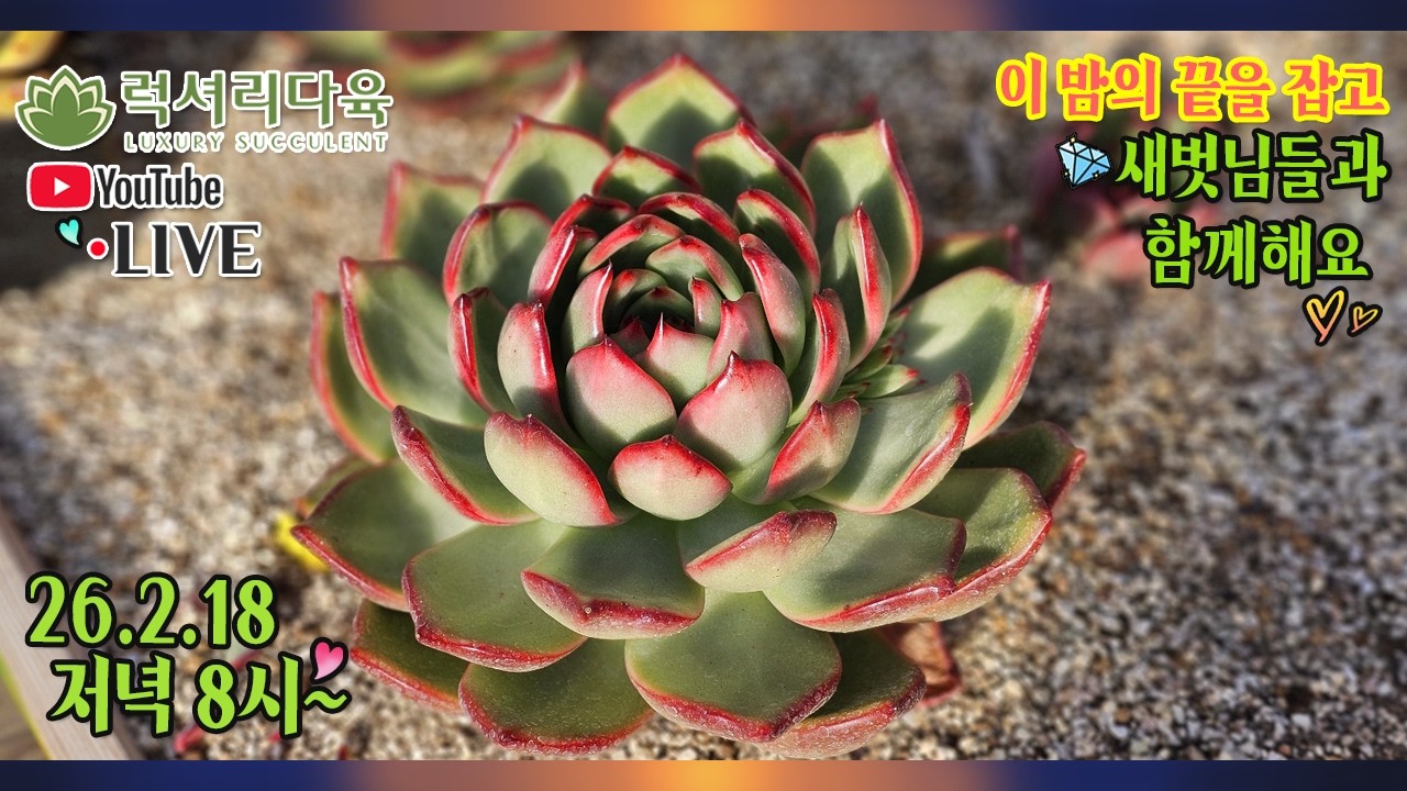 수요일✨게릴라방송! 연휴 마지막날 예쁜 다육이와 행복하게 마무리해보아요😍 26년2월18일 럭셔리한 저녁🌛다육이 실방에 초대합니다! #럭셔리다육 #다육방송 #다육판매영상 #다육판매방