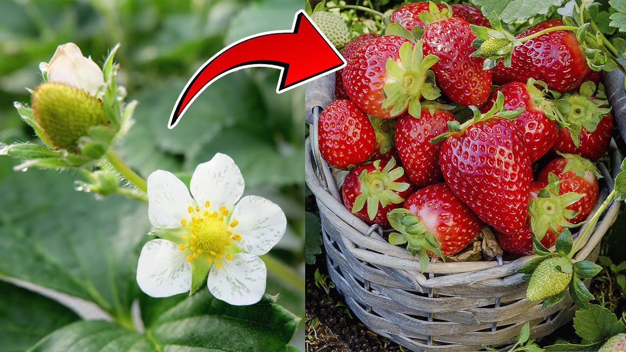 Grow More Strawberries Than You Can Eat !