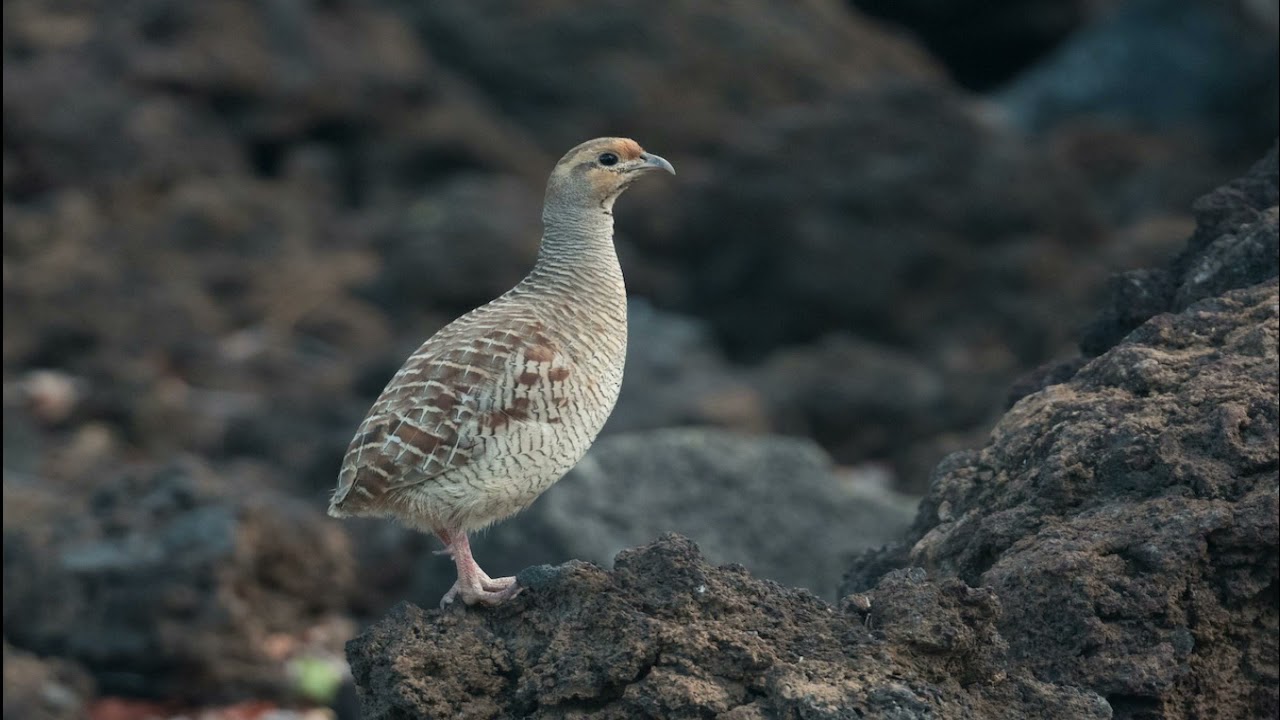 Grey Francolin Sound 1 Hour | Francolin Calling | Grey Francolin Voice | Teetar Ki Awaz