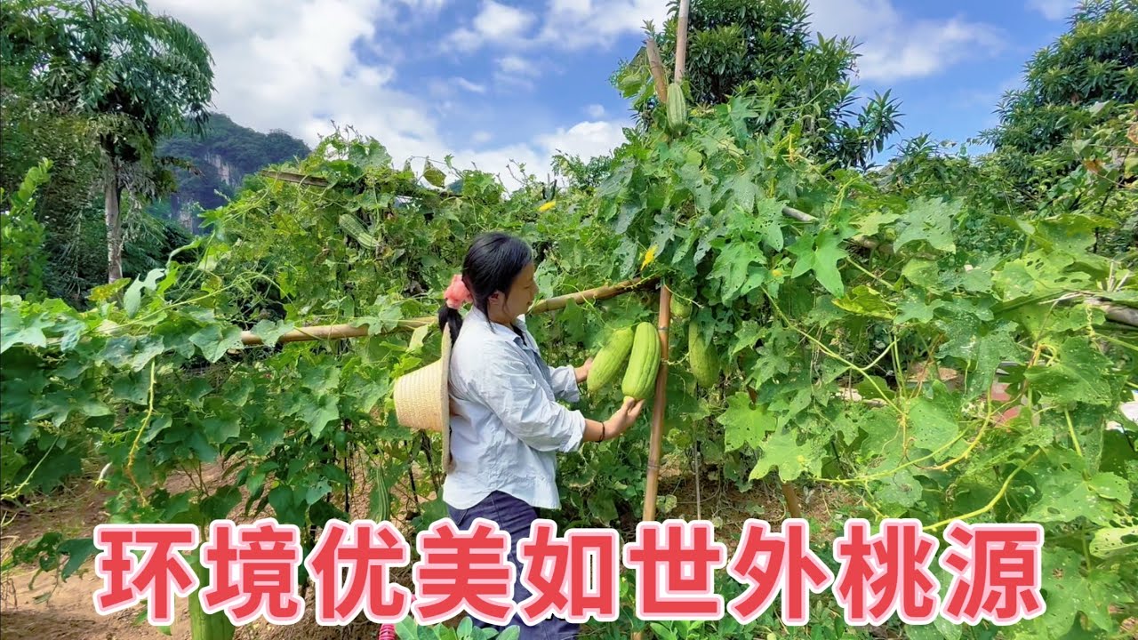 80後夫妻隱居深山開荒種地，不去打工不上班，吃不完的青菜拿去擺攤賣，過著世外桃源般的生活