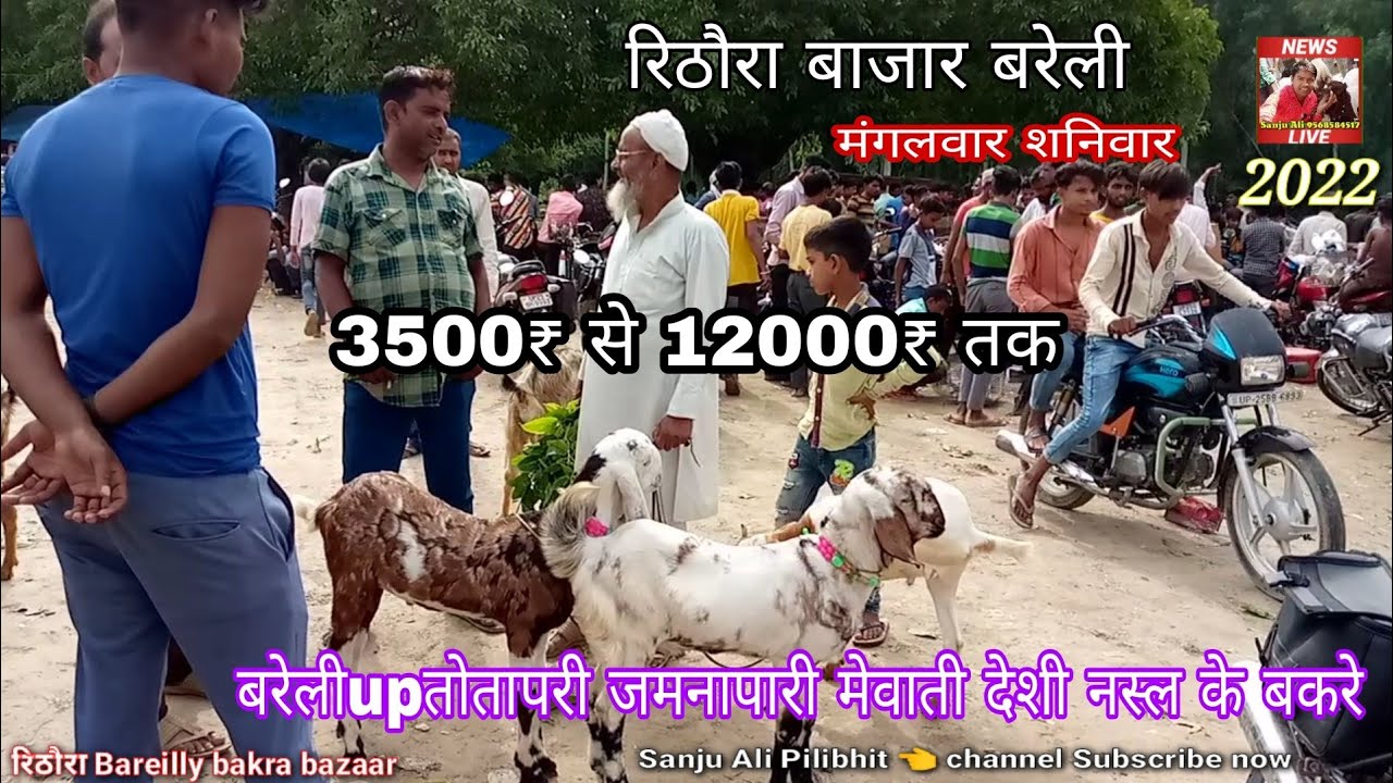 रिठौरा बरेली बकरा बाजार Rithora bareilly UP Bakra Mandi पीलीभीत रोड पर स्थित है सबसे सस्ता3500₹ में