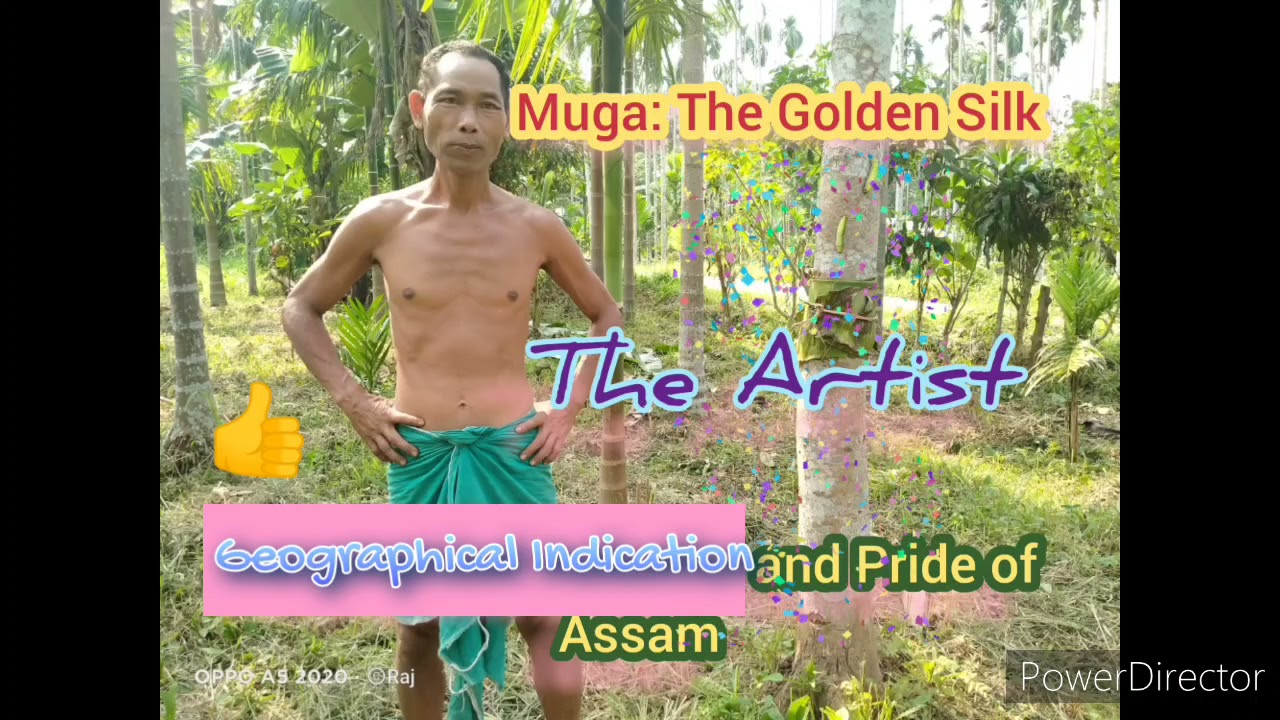 Life cycle of a Muga Silk worm #Golden Silk of Assam #Geographical Indication of Assam
