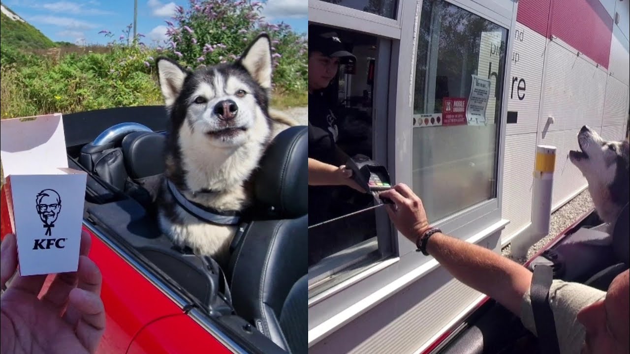 Embarrassing Husky at the KFC Drive Thru