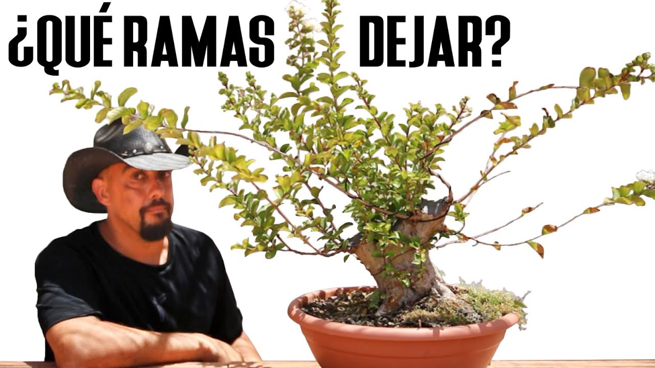 Lagerstroemia BONSAI trabajo de verano