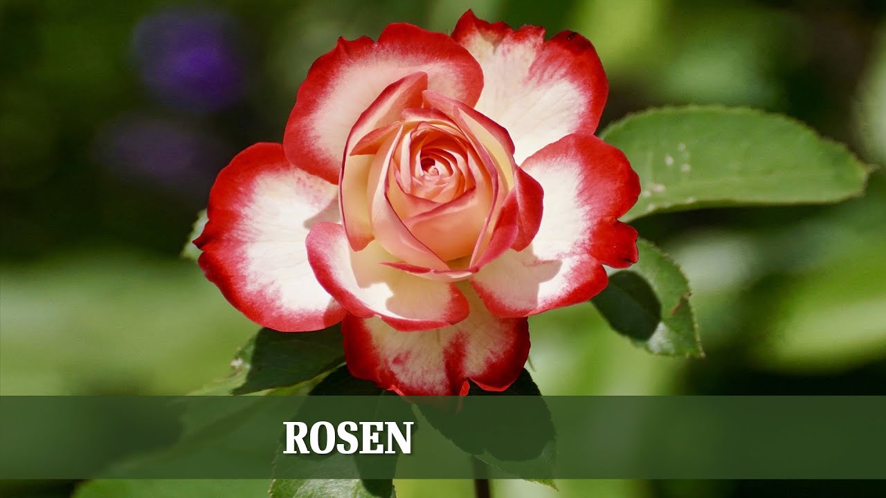 ROSEN - Ansprüche, Sorten und Schädlingsbekämpfung