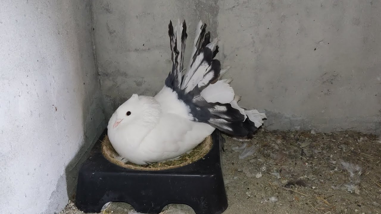 Cuibare noi pentru puișorii de porumbei!🐣🕊️🥚