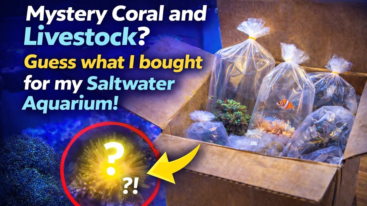 Mysterious Coral for Fluval Sea Saltwater Aquarium #fishkeepinghobby #saltwateraquarium