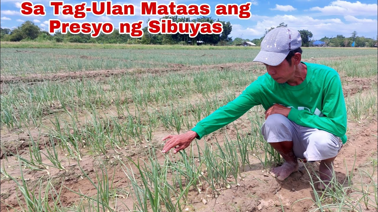 Kaalaman sa Pagtatanim ng Sibuyas sa Tag- Ulan - Onion Farming