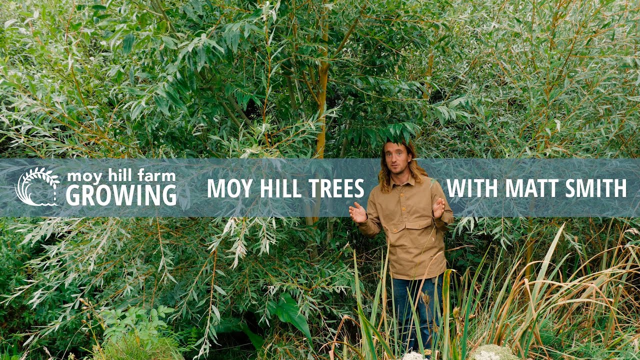 MOY HILL TREES WITH MATT SMITH