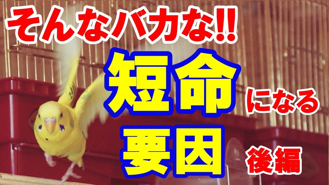 【セキセイインコ】命を握る私達の日常管理!! 後編