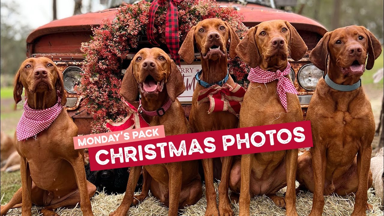 Monday Pack’s Christmas Santa Photos