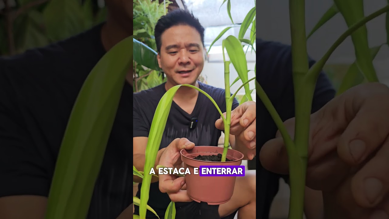 mudas de Bambu-da-sorte (Dracaena sanderiana) 
