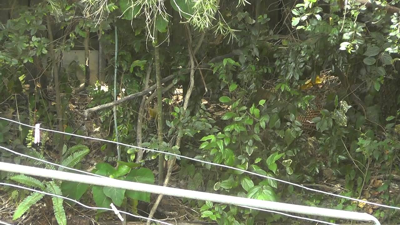 Bird vs Lizard