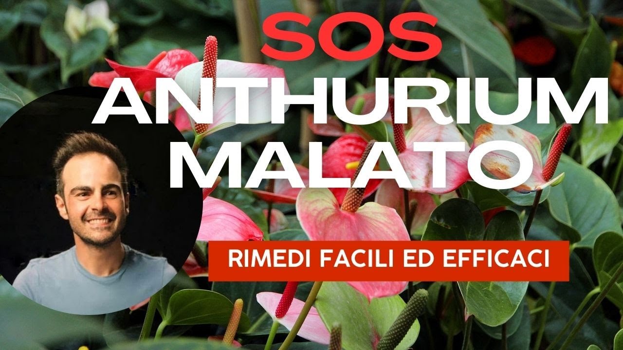 Cos'ha il mio Anthurium?