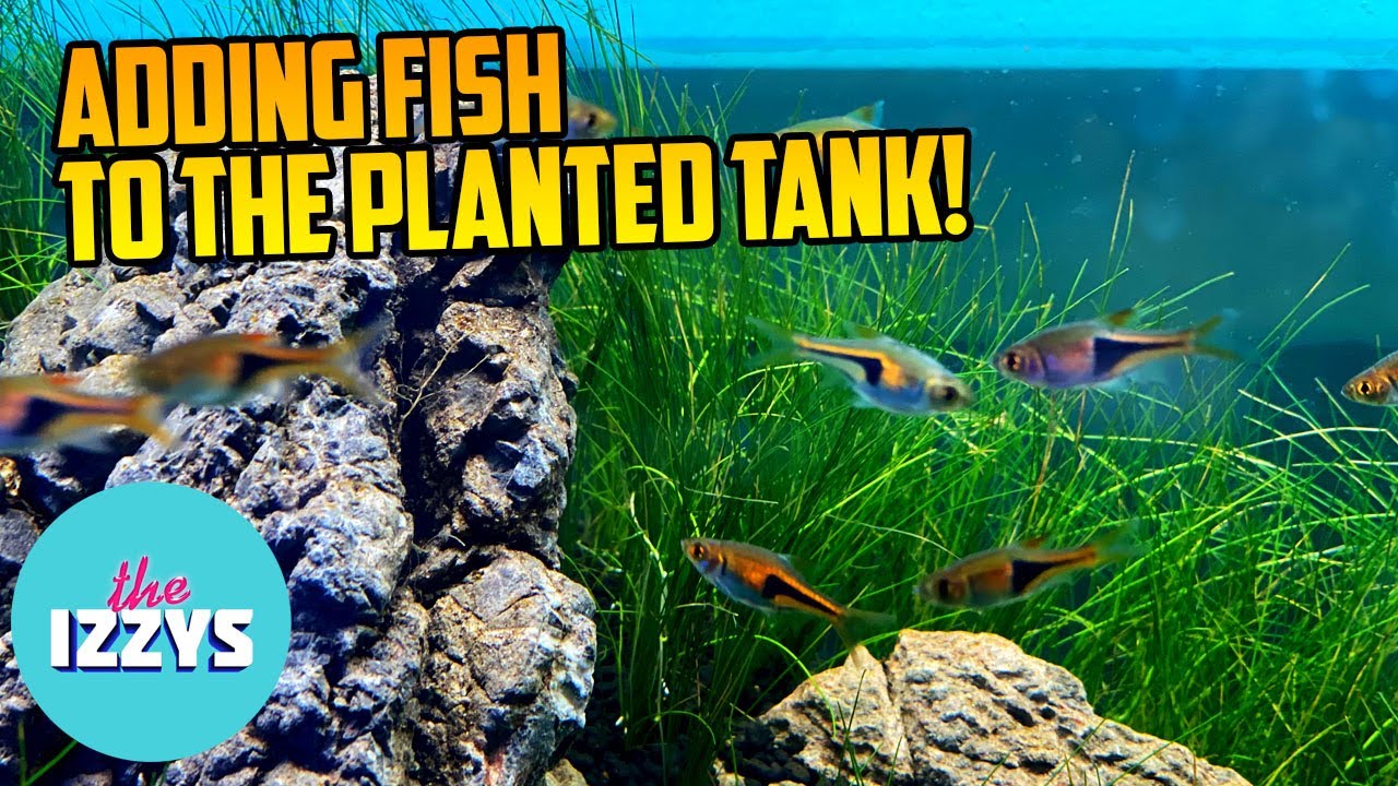 We Need Names for our New Fish in our PLANTED TANK!