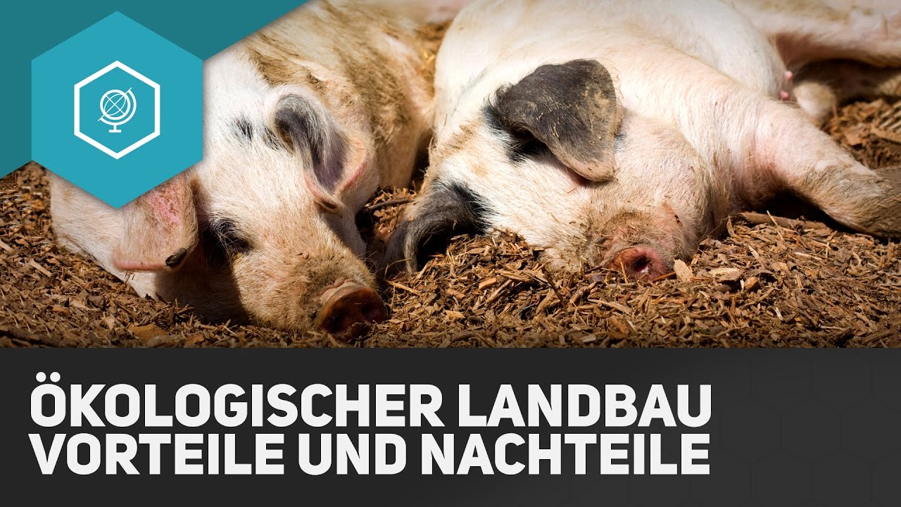 Ökologischer Landbau: Vorteile und Nachteile - Landwirtschaft in Industrieländern 7