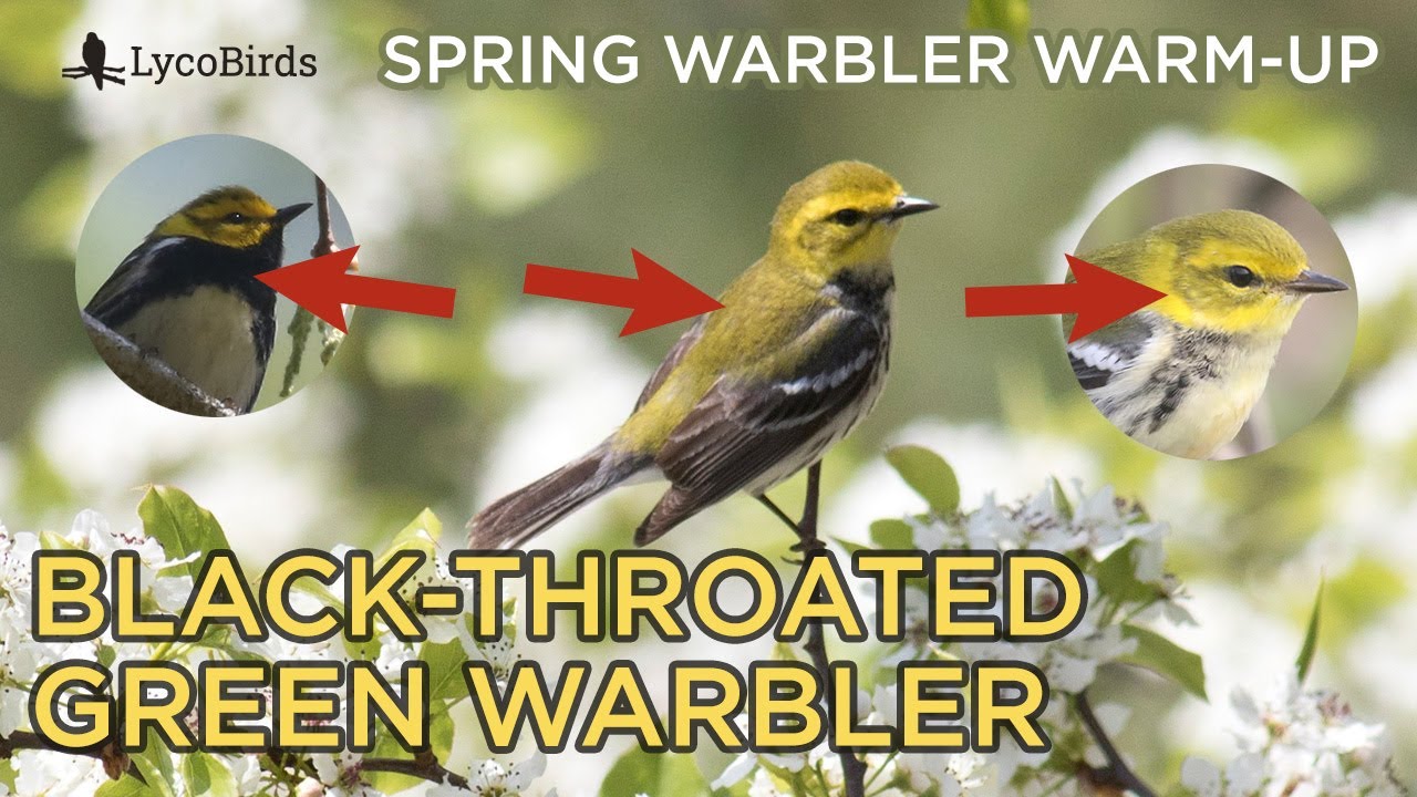 Black-throated Green Warbler Identification | Spring Warbler Warm-up