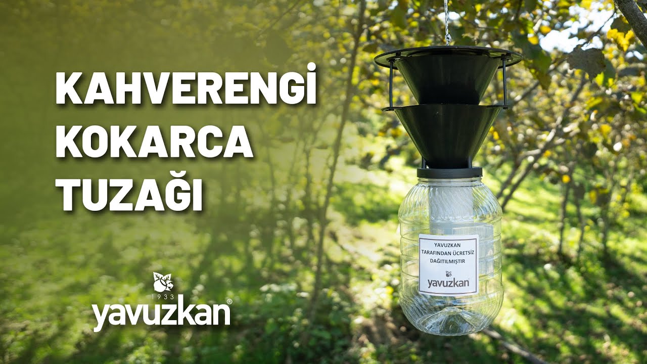 KAHVERENGİ KOKARCA TUZAĞI