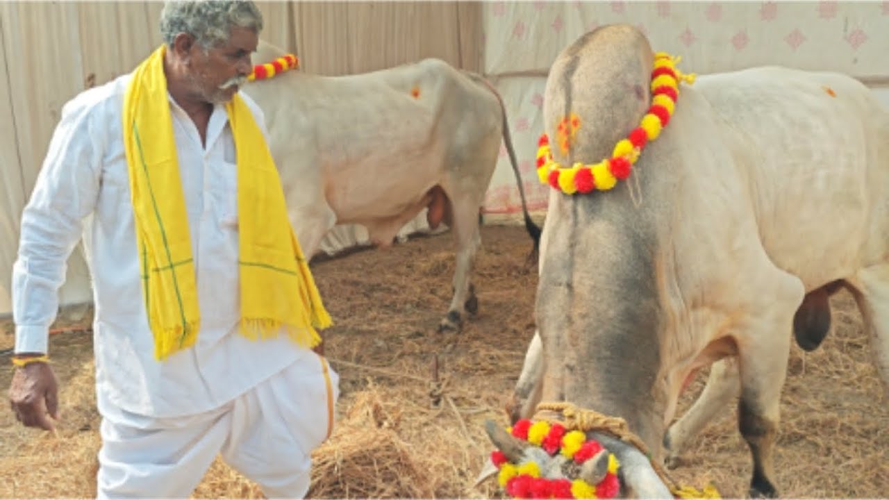 చిలకలూరిపేట  జూనియర్స10వ గోపాలం బ్రహ్మయ్య గారు మద్దిరాల