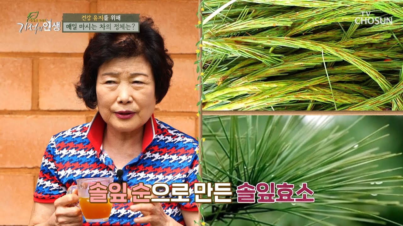 독소 해독에 도움을 주는 ❛솔잎효소❜ [기적의 인생] 13회 20200807