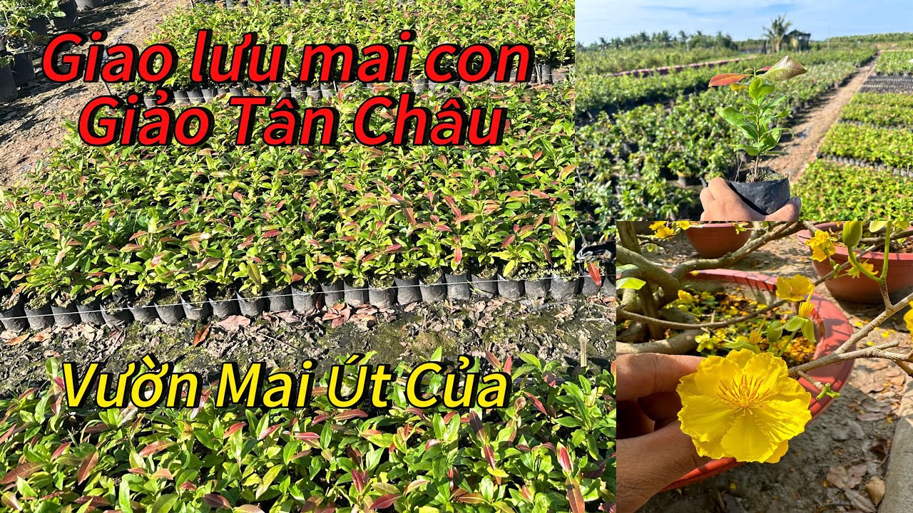 Giao lưu mai con giảo Tân Châu ☎️0979767056 Duy