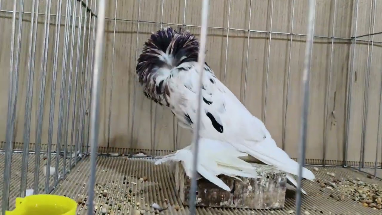 GPC PIGEON SHOW 2026 BHARUCH GUJARAT ||| ALL INDIA PIGEON SHOW BHARUCH GUJARAT 2026 ||| (ALL PIGEON)