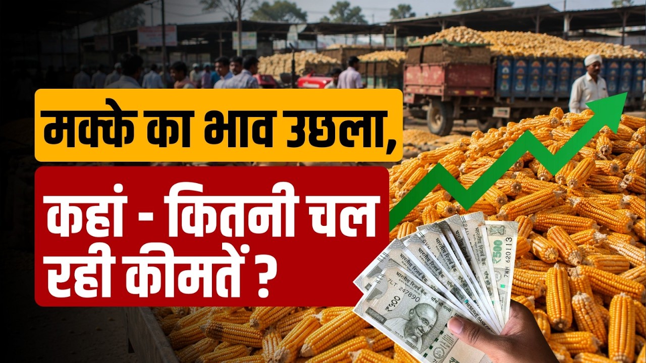 Corn Price News: मक्का की कीमतों में तेजी क्यों आई ? | CommodityToday | Maize Update | Agriculture