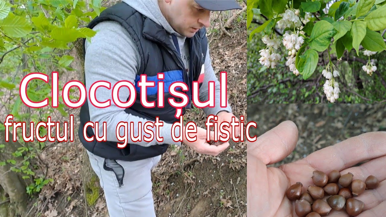 Clocotișul - arbustul cu fructe cu gust de fistic a înflorit 💥 Am găsit fructe de anul trecut 🌰🌰🌰