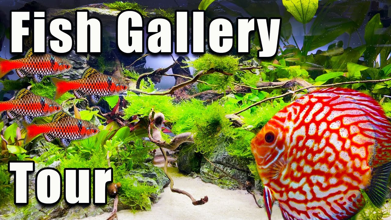 This May Be The BEST Fish Store I Have Seen! The Fish Gallery