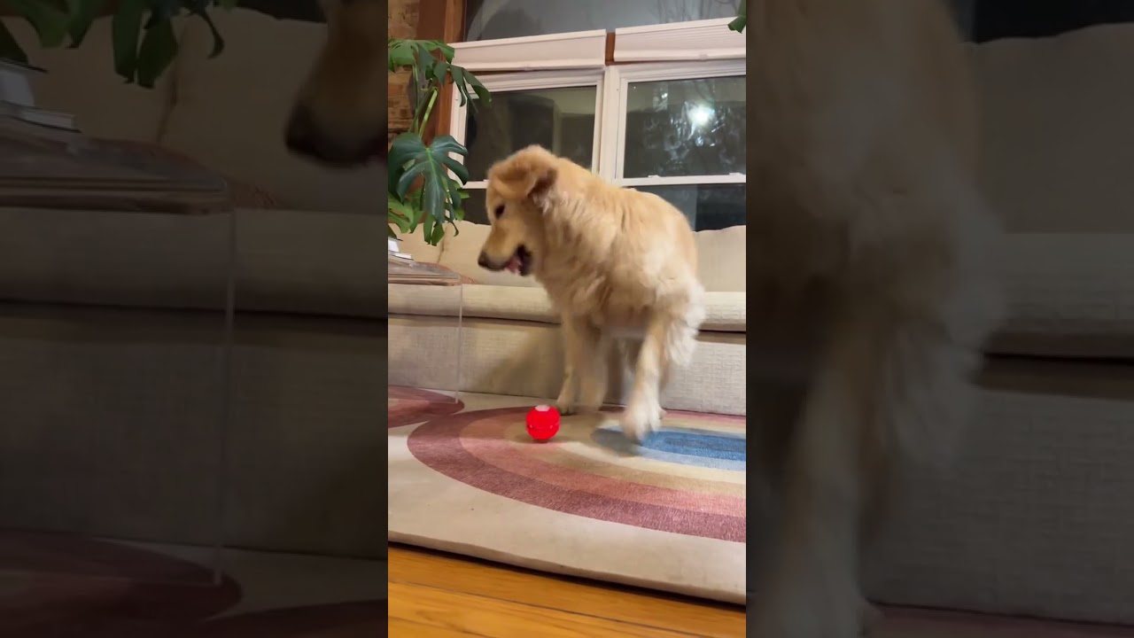 Samoyed puppy doggy is playing Ball 