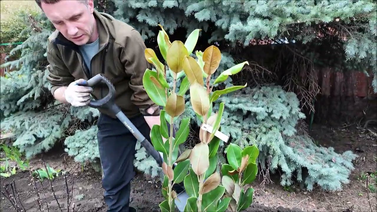 Нюансы посадки магнолии грандифлора