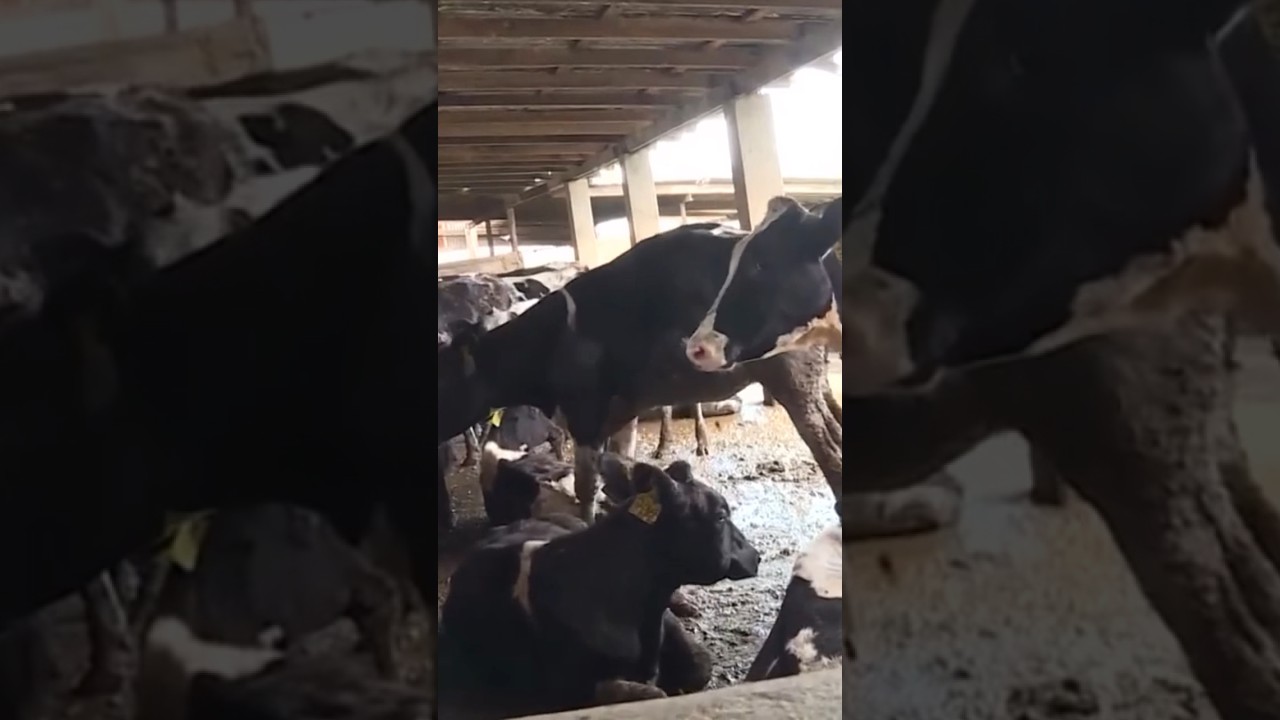 Bird flu found in dairy farm worker