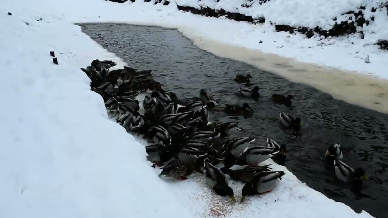 Человек   тоже Дитя Природы