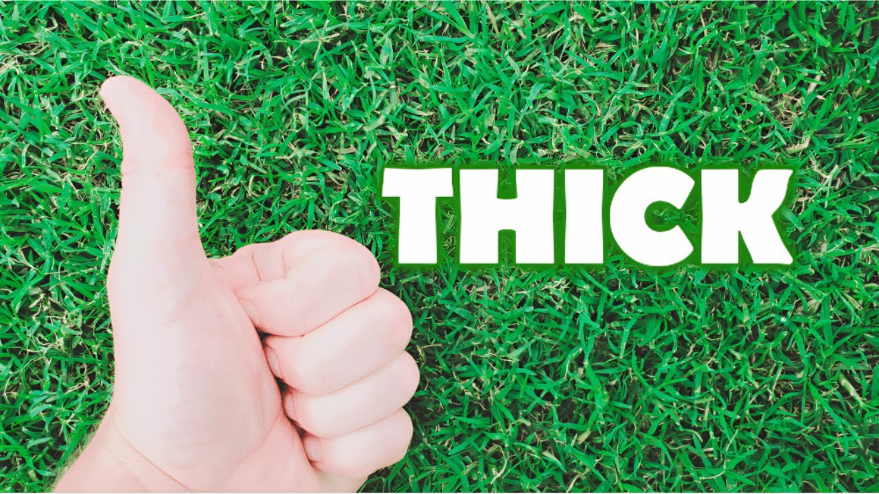 THICKEN A Thin Lawn Fast WITHOUT Seed + Kikuyu / Bermuda ID Tips