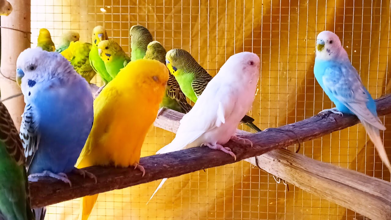 আমার রঙ্গিন কলোনির পাখিগুলো কে হাঁড়ি  দিলাম আমার নতুন কলোনি 🪺🪺💯