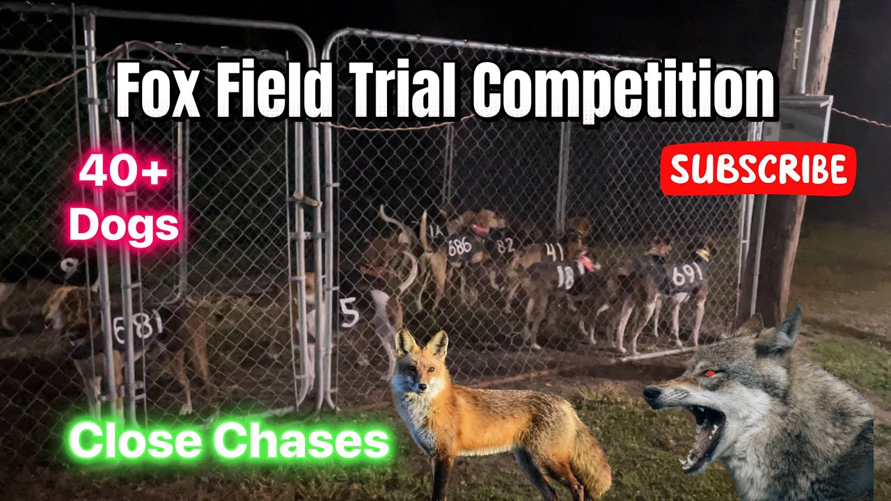 Chasing Fox/Coyote with Dogs | 2024 NC Field Trial Competition | Close chases