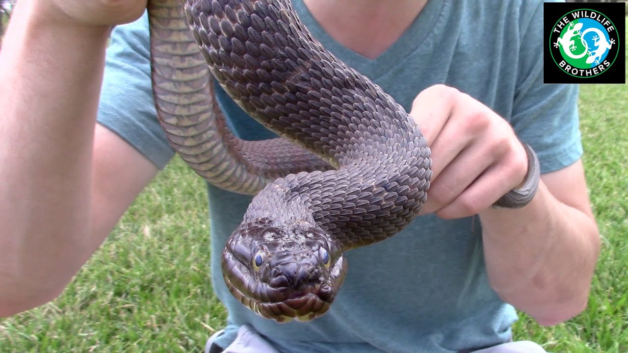Incredible Maryland Herping Adventure!