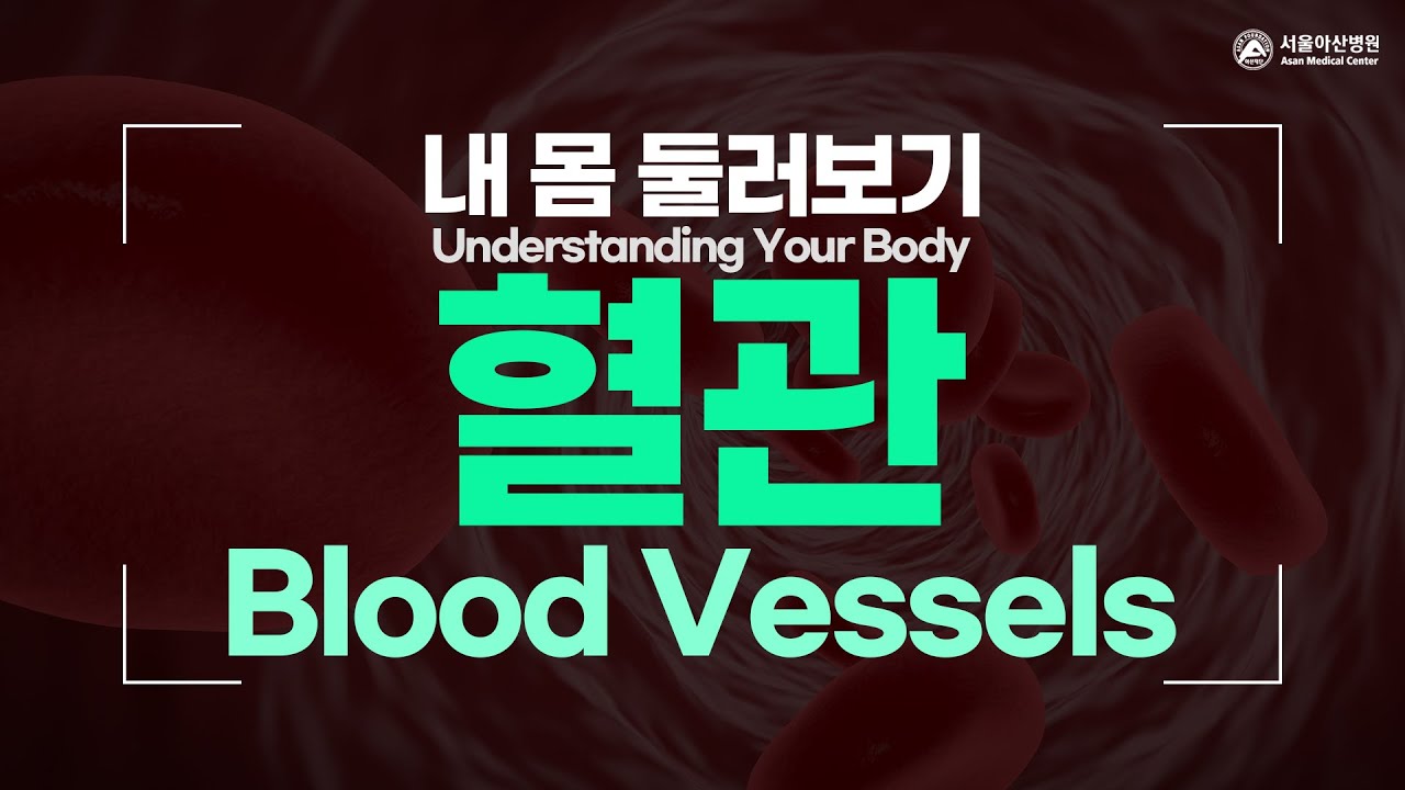 혈관 [내 몸 둘러보기]