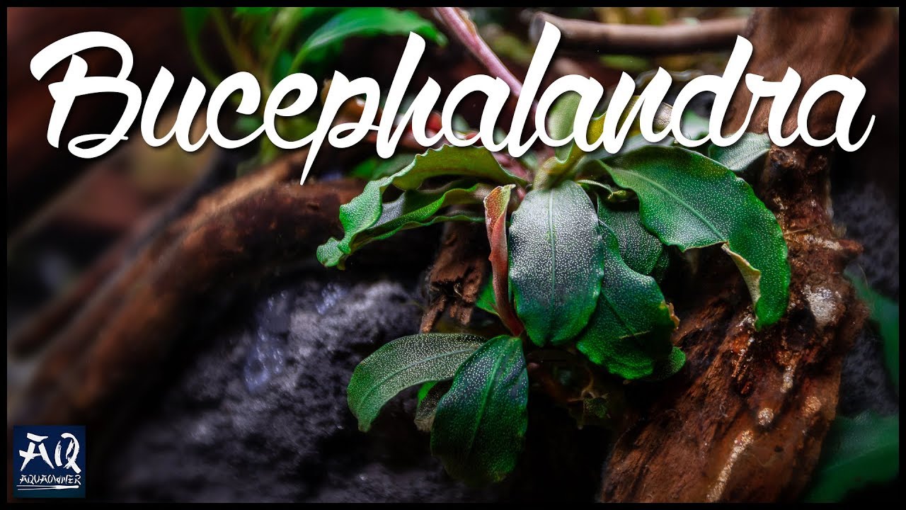 Alles über Bucephalandras | AquaOwner