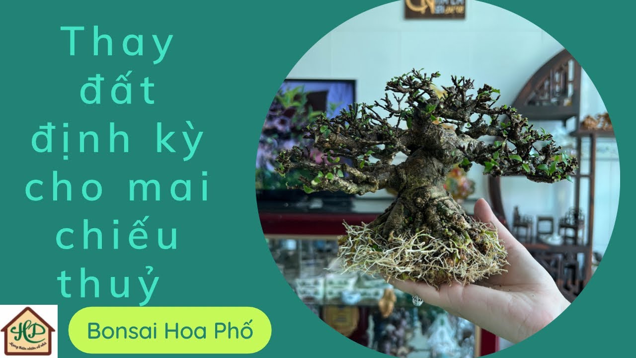 Thay đất định kỳ cho cây Mai Chiếu Thuỷ