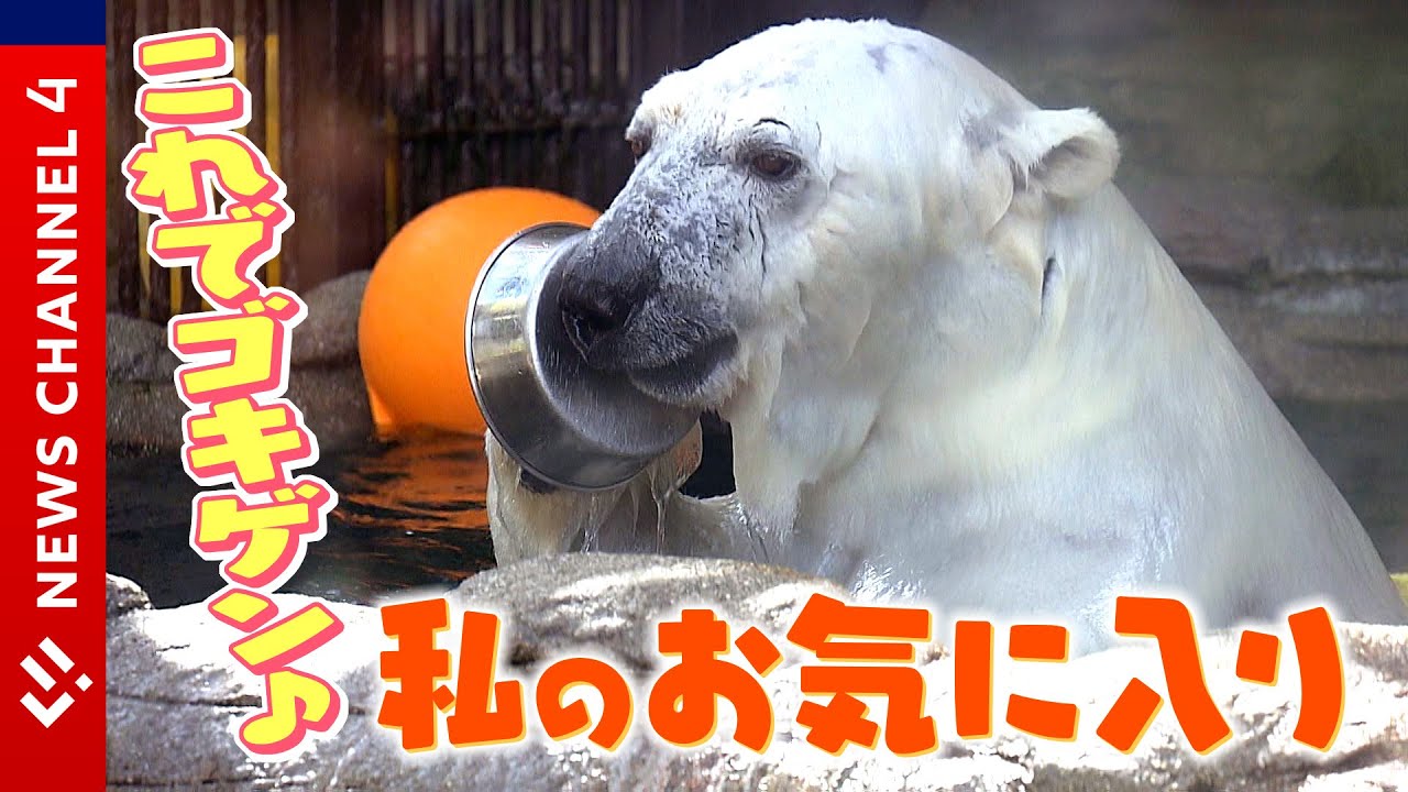 ピースも大はしゃぎ！？動物たちの“お気に入り”に迫る！＜NEWS CH.4＞