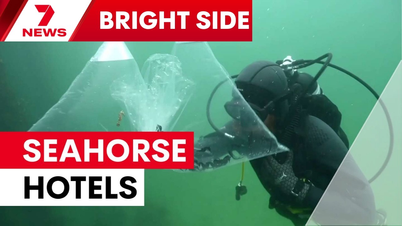 Seahorse hotels bring Sydney harbour back to life | 7NEWS