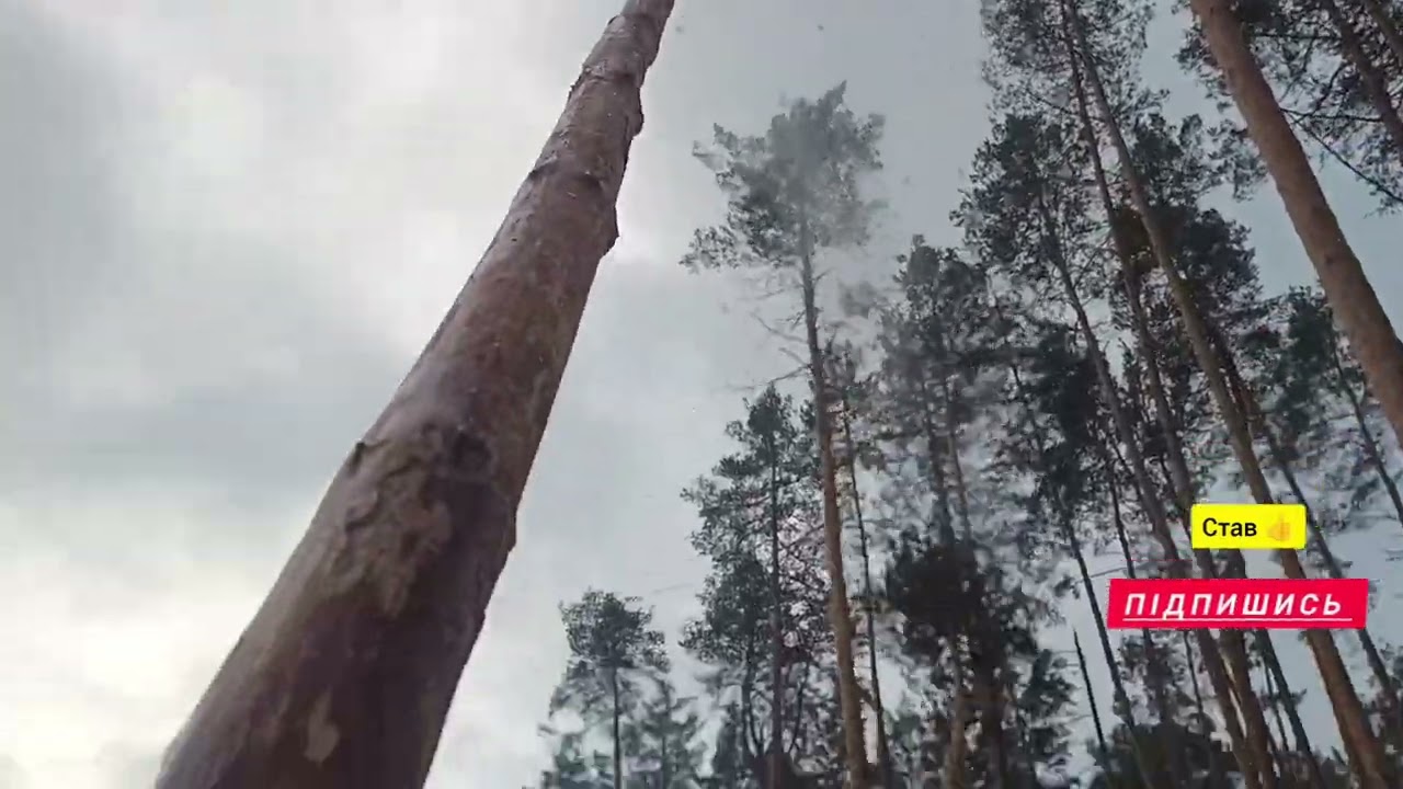 Знову з нуля| День 4| Зима затримується #ліс #роботавлісі #щоденник #щоденникроботи 