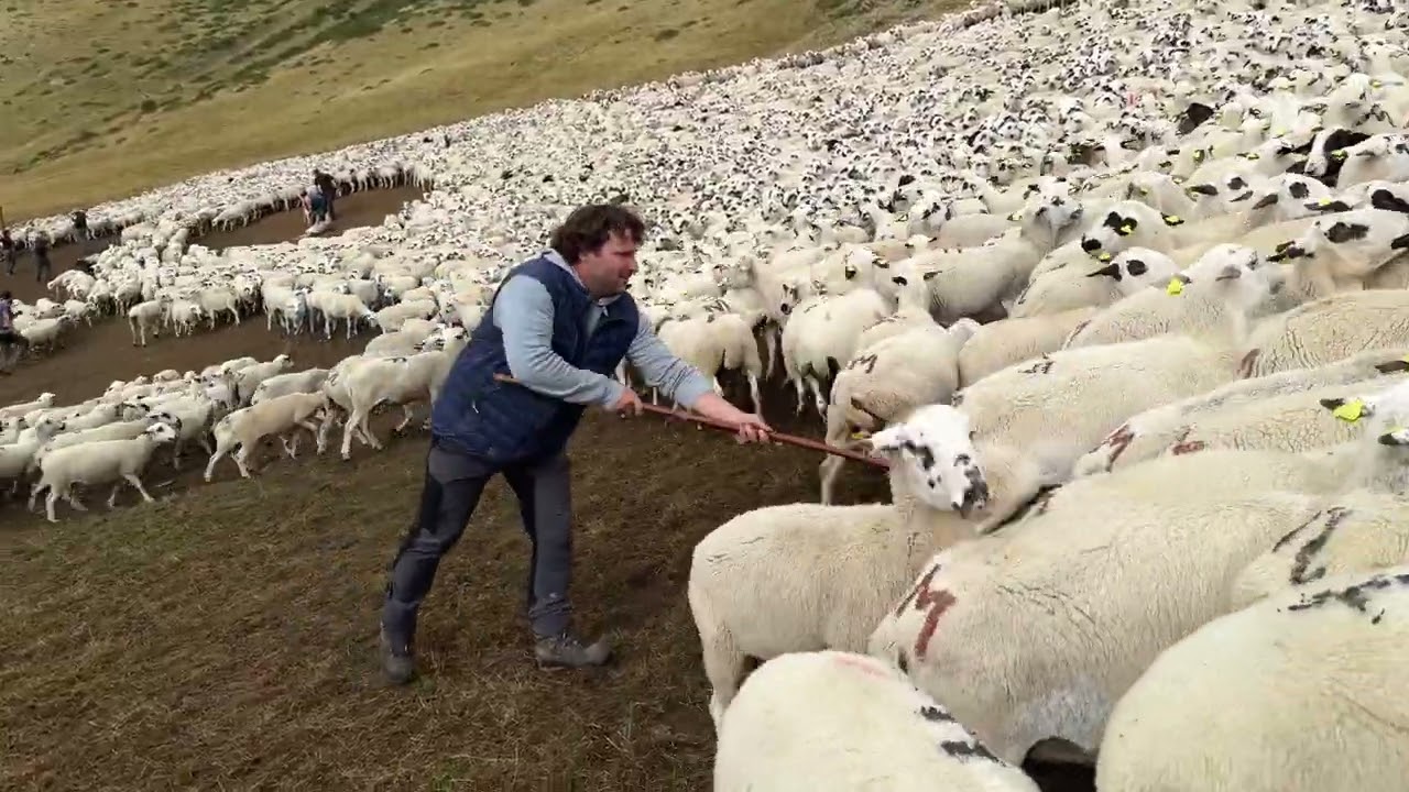 Milers d'ovelles baixen de les muntanyes de Seurí on han passat l'estiu pasturant
