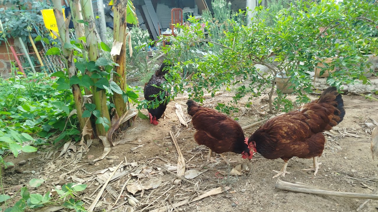 Veja como está o estado de saúde do nosso Rhoud Island Red.