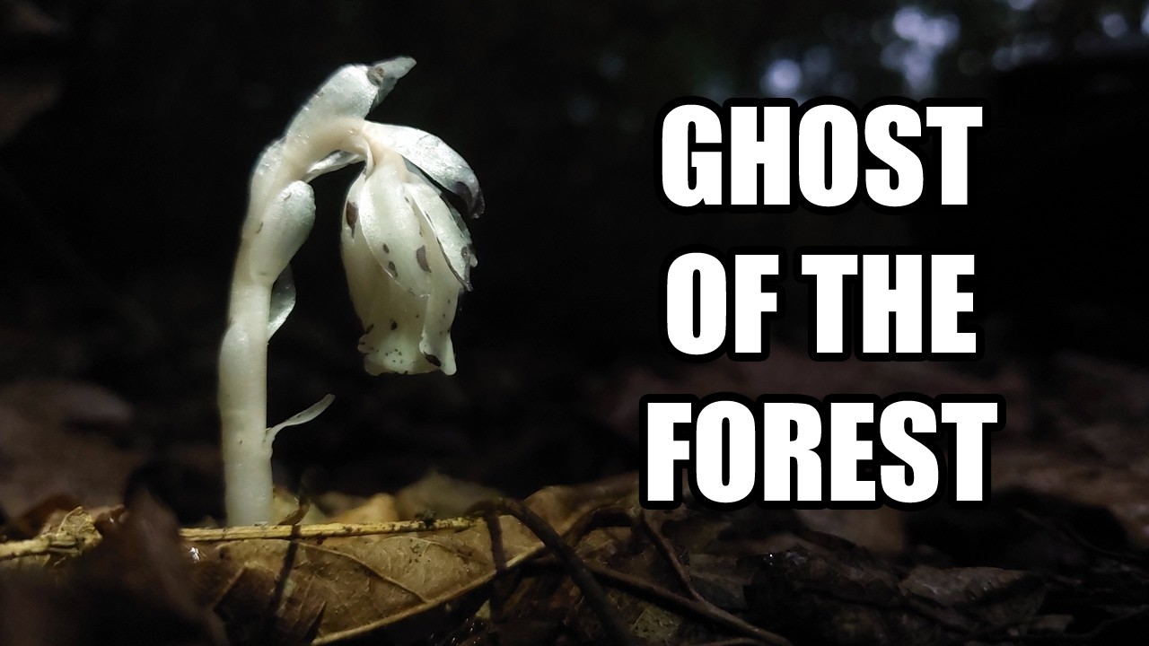 The Plant That Lives Without Sunlight (Monotropa uniflora)