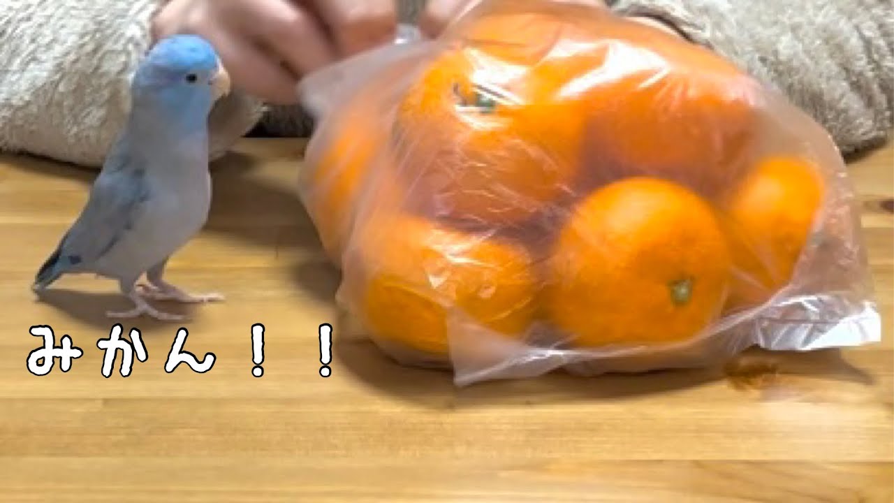 みかん🍊を見てテンションが上がるインコ【マメルリハ】
