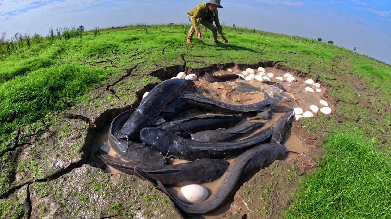 wow wow amazing, catch a lot of fish in water and pick duck eggs under the garss
