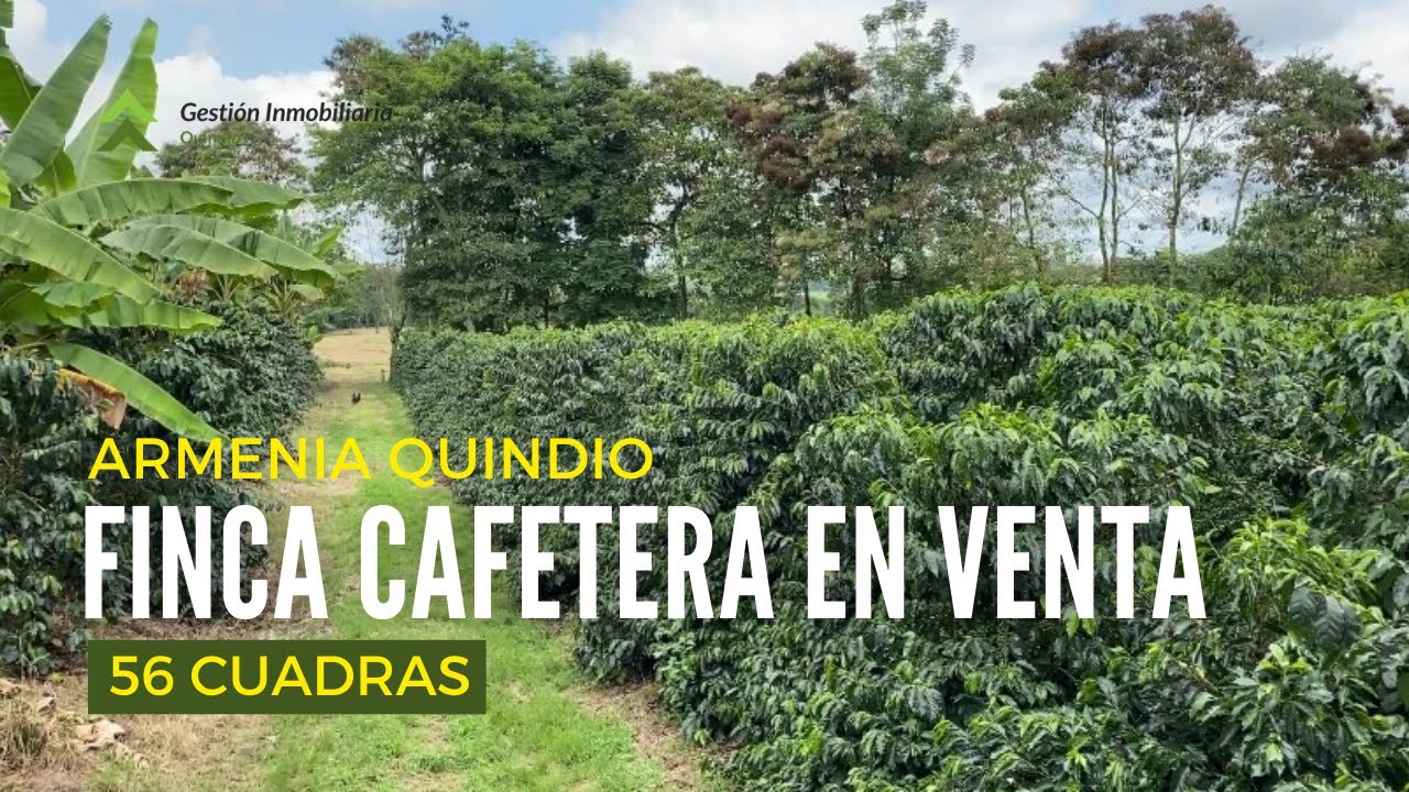 En venta FINCA CAFETERA Armenia Quindío 56 cuadras