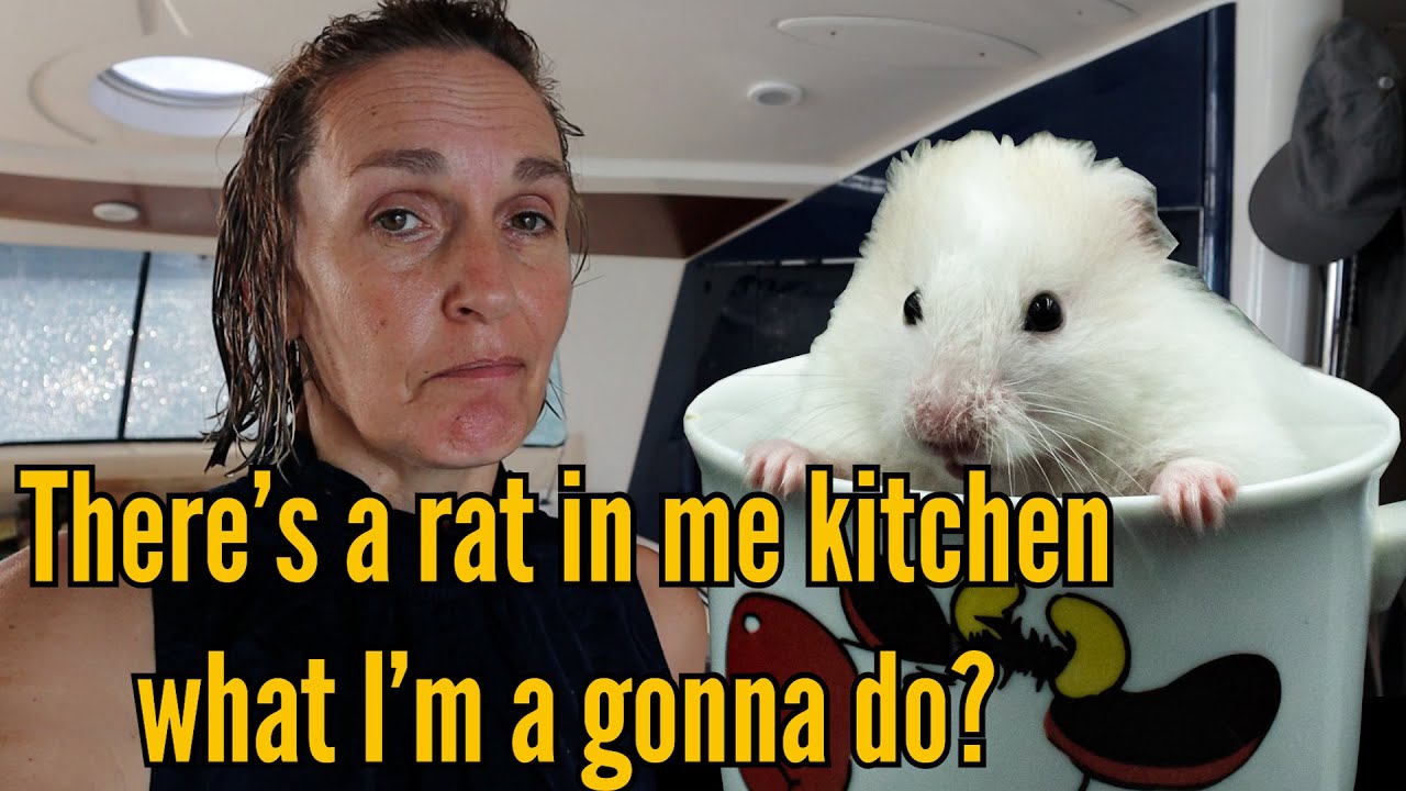 Oh no! vermin infestation on our sailing boat